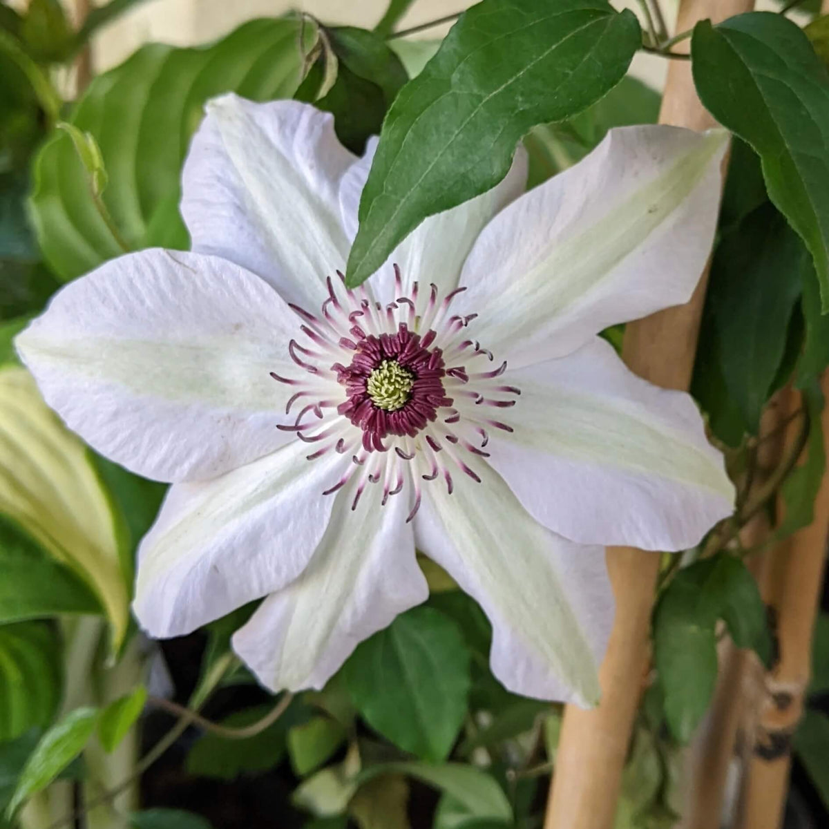 Brown White Clematis Seeds - Heirloom Flower Garden Seeds for Growing