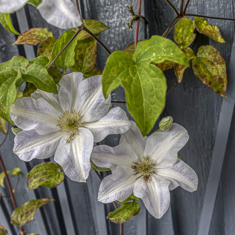 Brown White Clematis Seeds - Heirloom Flower Garden Seeds for Growing