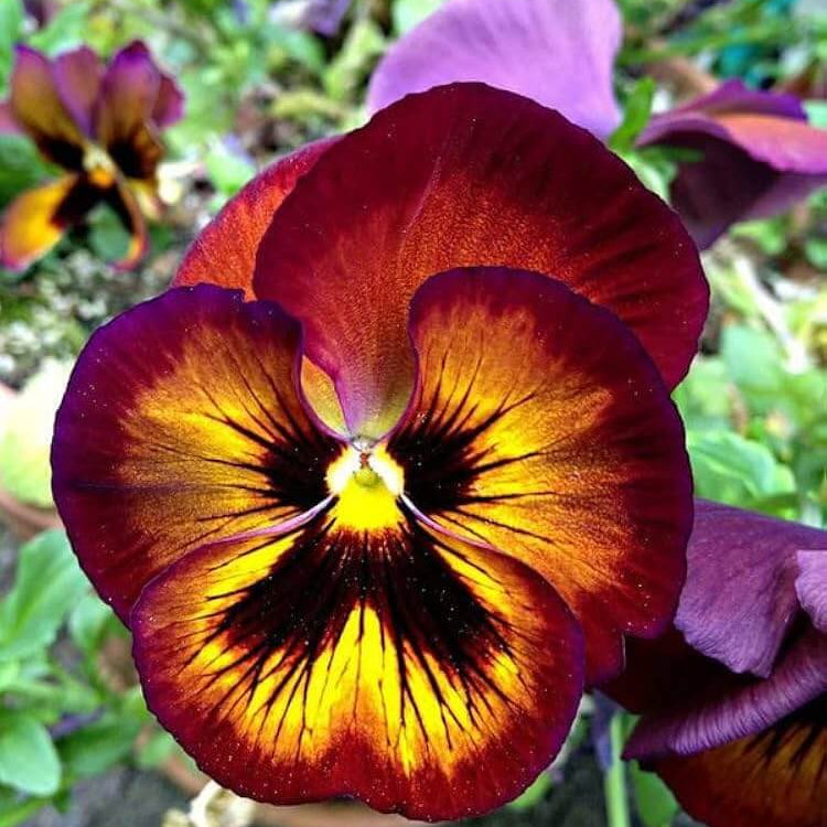 Brown Yellow Pansy Seeds - Heirloom Flower Garden Seeds for Growing