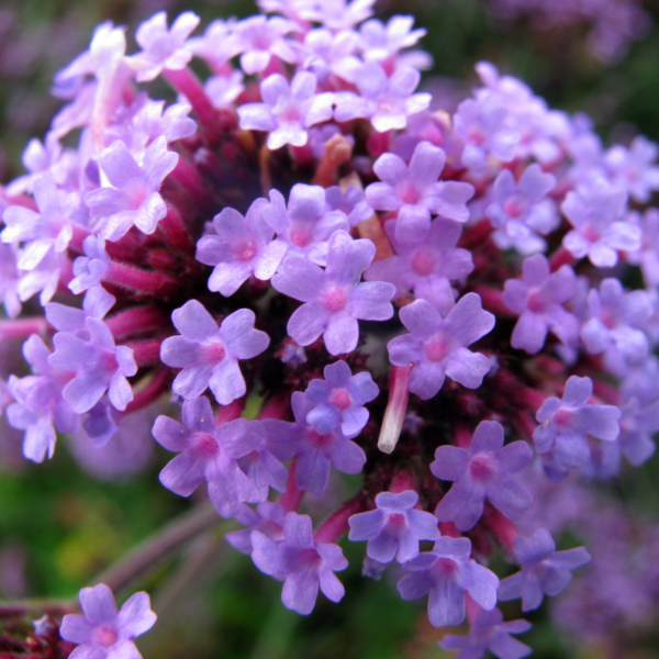 Buenos Aires Verbena Seeds - Heirloom Flower Garden Seeds for Growing