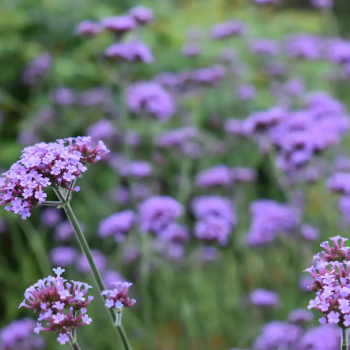 Buenos Aires Verbena Seeds - Heirloom Flower Garden Seeds for Growing