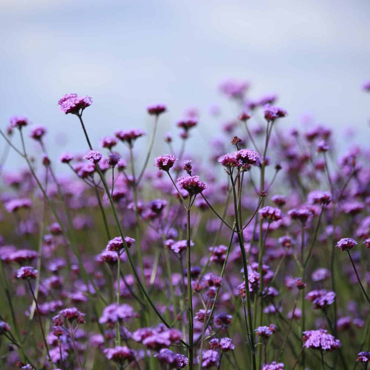 Buenos Aires Verbena Seeds - Heirloom Flower Garden Seeds for Growing