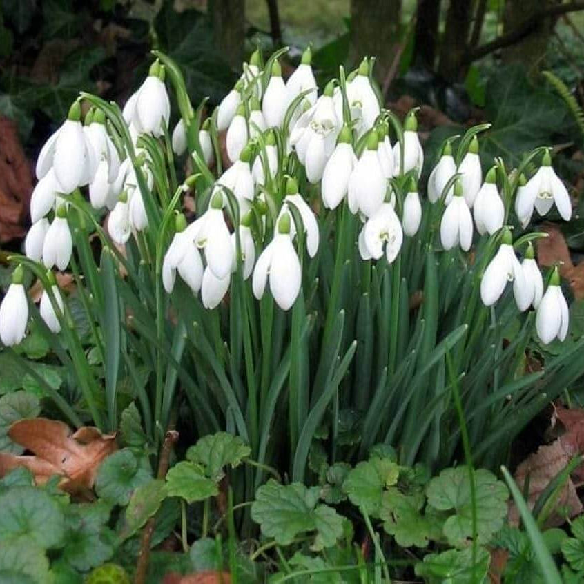 Bulb Snowdrop Seeds - Heirloom Flower Garden Seeds for Growing