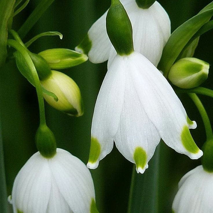 Bulb Snowdrop Seeds - Heirloom Flower Garden Seeds for Growing
