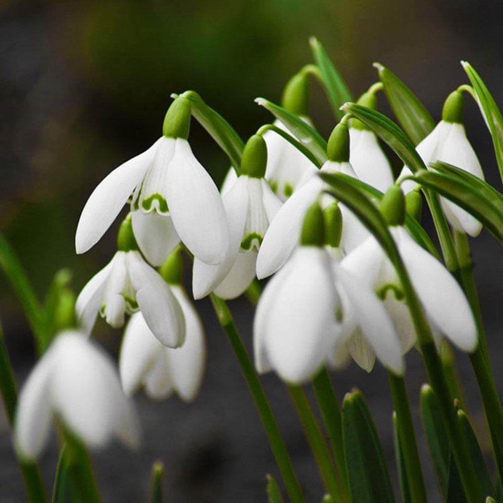 Bulb Snowdrop Seeds - Heirloom Flower Garden Seeds for Growing