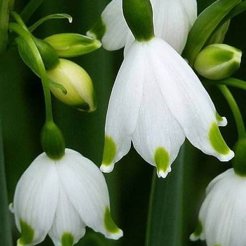 Bulb Snowdrop Seeds - Heirloom Flower Garden Seeds for Growing
