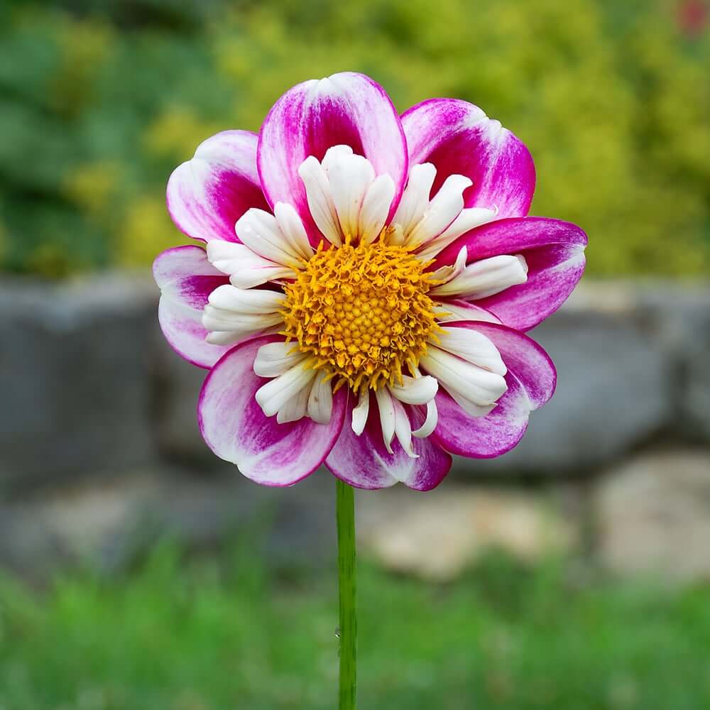 Bumble Rumble Collarette Dahlia Seeds -  Heirloom Flower Garden Seeds for Growing