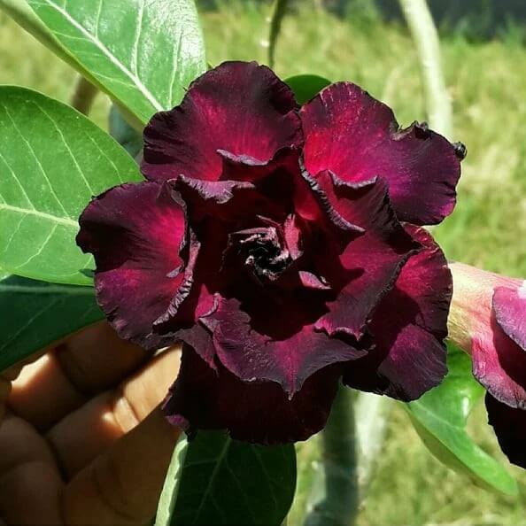 Burgundy Adenium Seeds - Heirloom Flower Garden Seeds for Growing