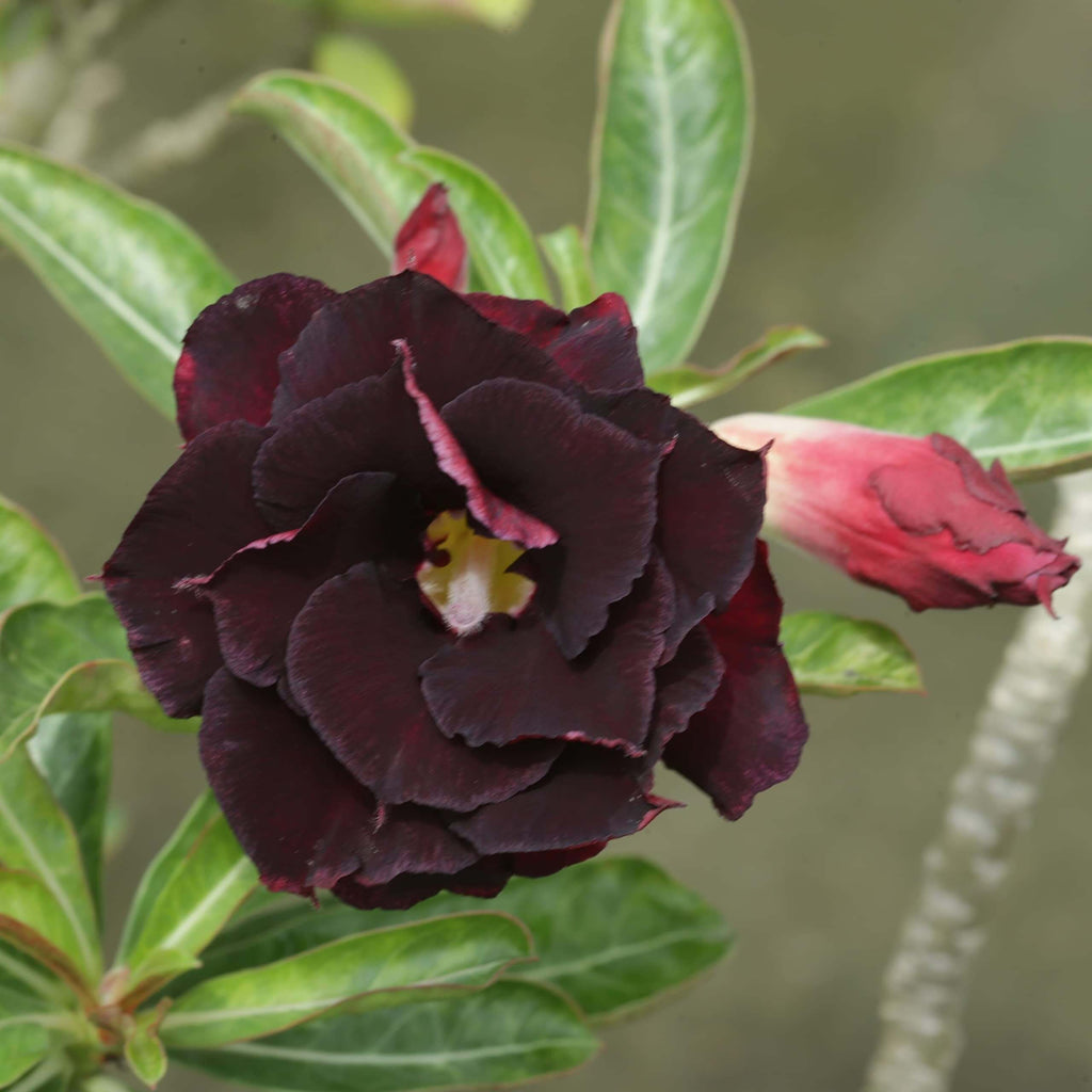 Burgundy Adenium Seeds - Heirloom Flower Garden Seeds for Growing