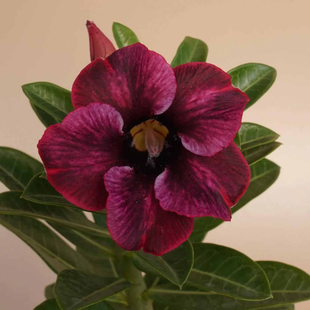 Burgundy Adenium Seeds - Heirloom Flower Garden Seeds for Growing