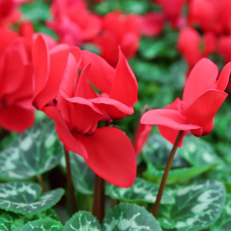 Burgundy Cyclamen Seeds - Heirloom Flower Garden Seeds for Growing