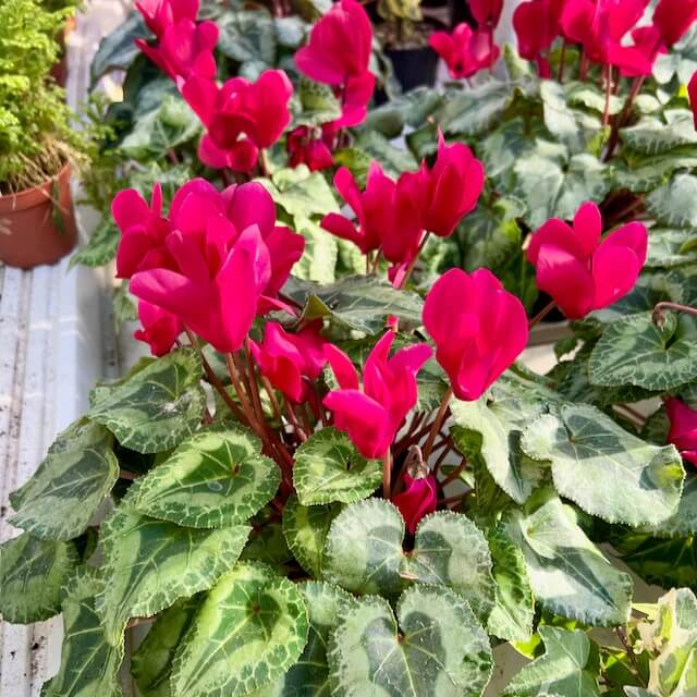 Burgundy Cyclamen Seeds - Heirloom Flower Garden Seeds for Growing