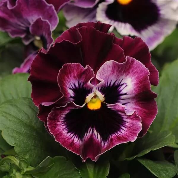 Burgundy Pansy Seeds - Heirloom Flower Garden Seeds for Growing
