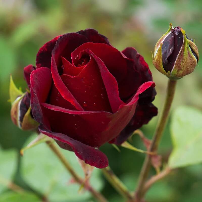 Burgundy Rosa spp. Seeds - Heirloom Flower Garden Seeds for Growing