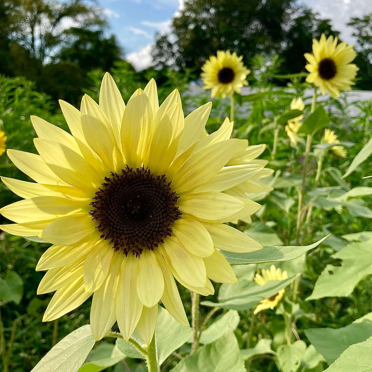 Buttercream Sunflower Seeds - Heirloom Flower Garden Seeds for Growing