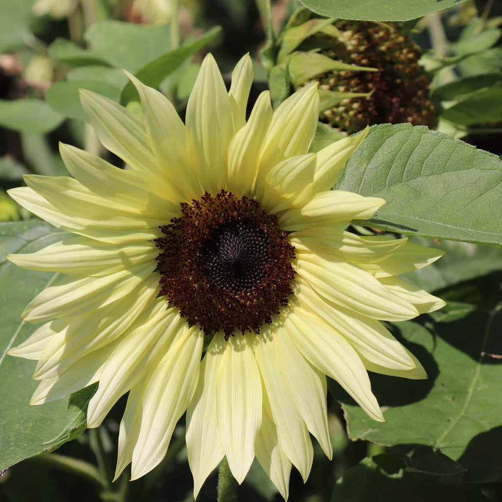Buttercream Sunflower Seeds - Heirloom Flower Garden Seeds for Growing