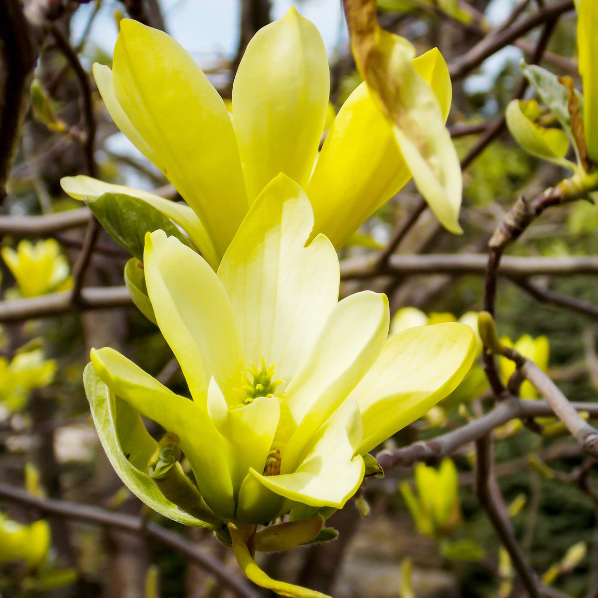 Butterfly Magnolia Seeds - Heirloom Flower Garden Seeds for Growing