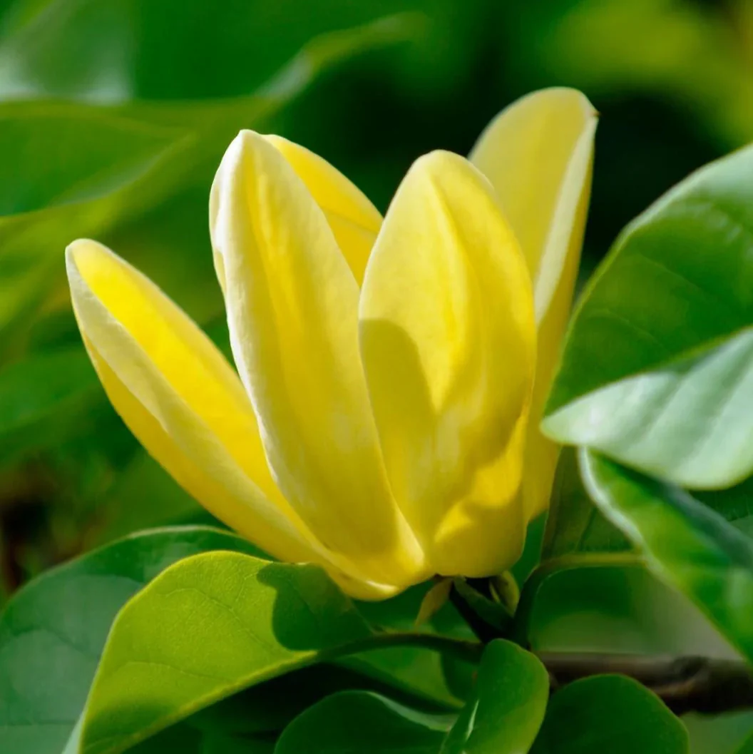 Butterfly Magnolia Seeds - Heirloom Flower Garden Seeds for Growing