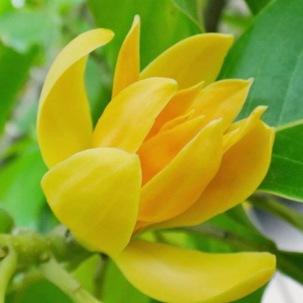 Butterfly Magnolia Seeds - Heirloom Flower Garden Seeds for Growing