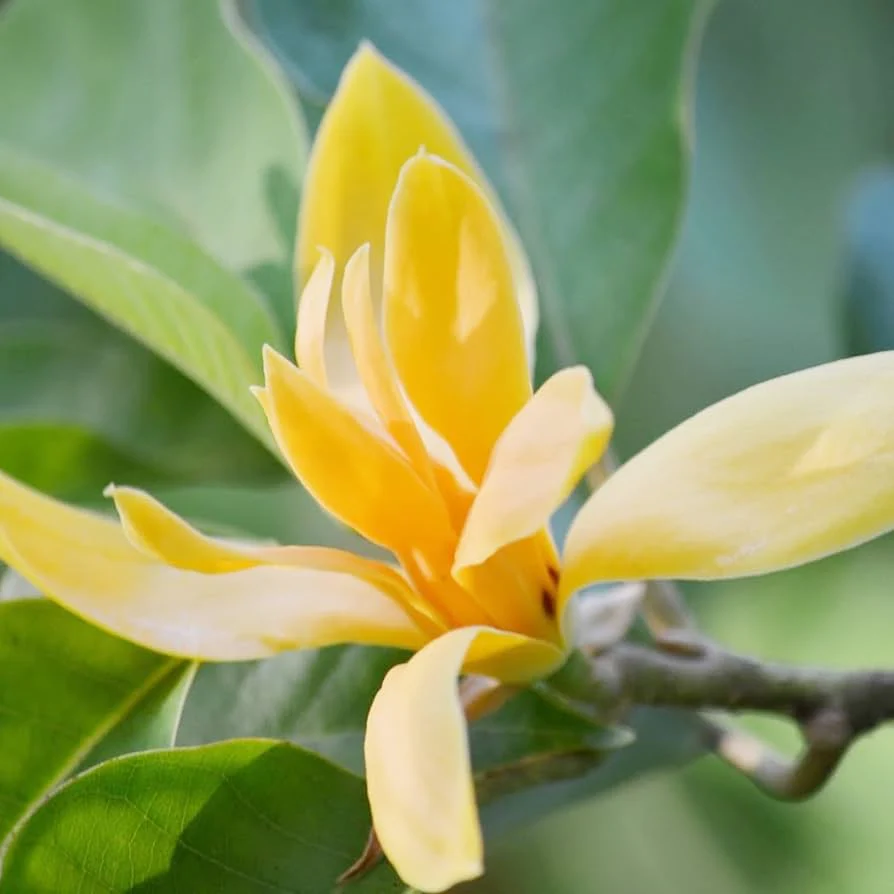 Butterfly Magnolia Seeds - Heirloom Flower Garden Seeds for Growing