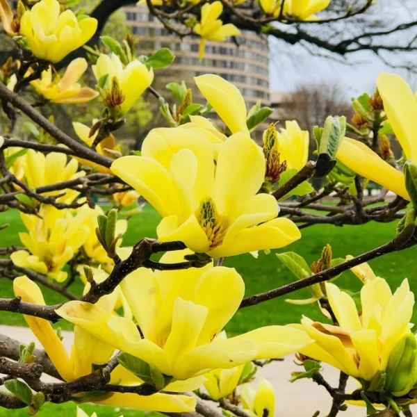 Butterfly Magnolia Seeds - Heirloom Flower Garden Seeds for Growing