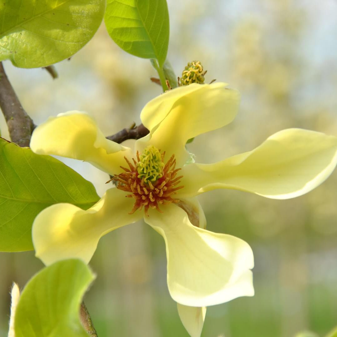 Butterfly Magnolia Seeds - Heirloom Flower Garden Seeds for Growing