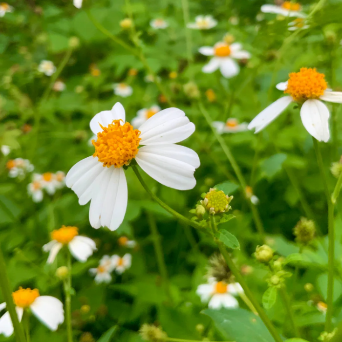 Butterfly Needles Bidens Alba Seeds - Heirloom Flower Garden Seeds for Growing