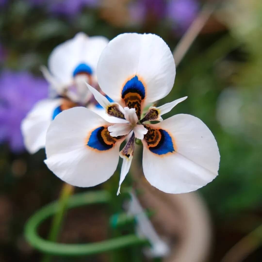 Butterfly Orchid Seeds -  Heirloom Flower Garden Seeds for Growing