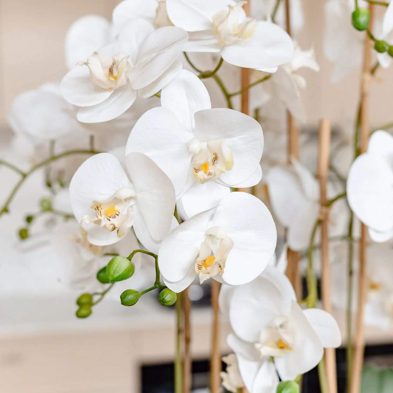 Butterfly Orchid Seeds -  Heirloom Flower Garden Seeds for Growing