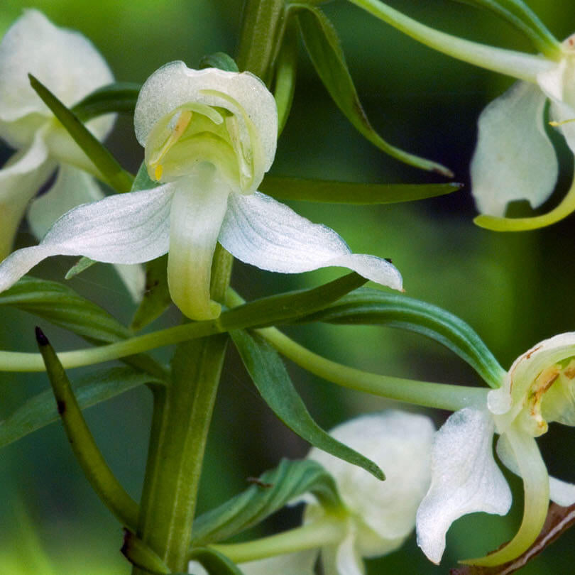 Butterfly Orchid Seeds -  Heirloom Flower Garden Seeds for Growing