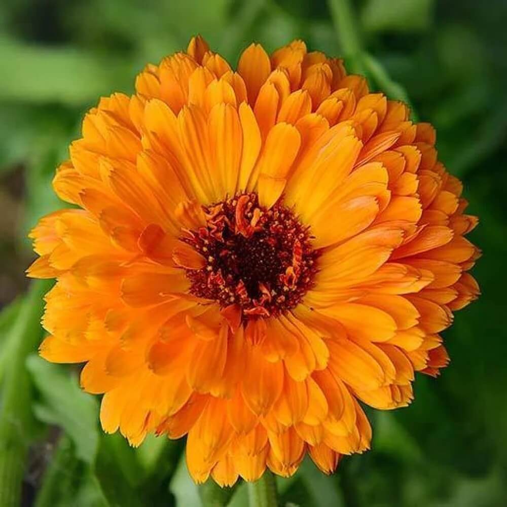 Calendula Seeds - Heirloom Flower Garden Seeds for Growing for Home Gardens