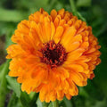 Calendula Seeds - Heirloom Flower Garden Seeds for Growing for Home Gardens