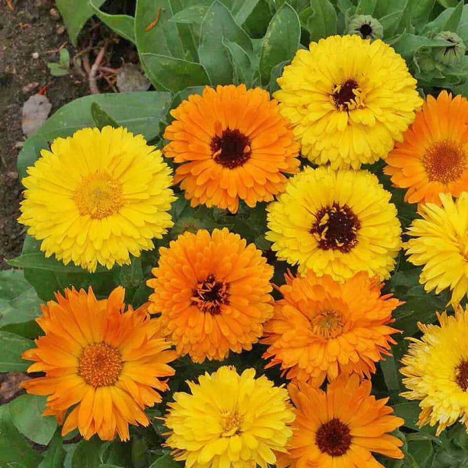 Calendula Seeds - Heirloom Flower Garden Seeds for Growing for Home Gardens