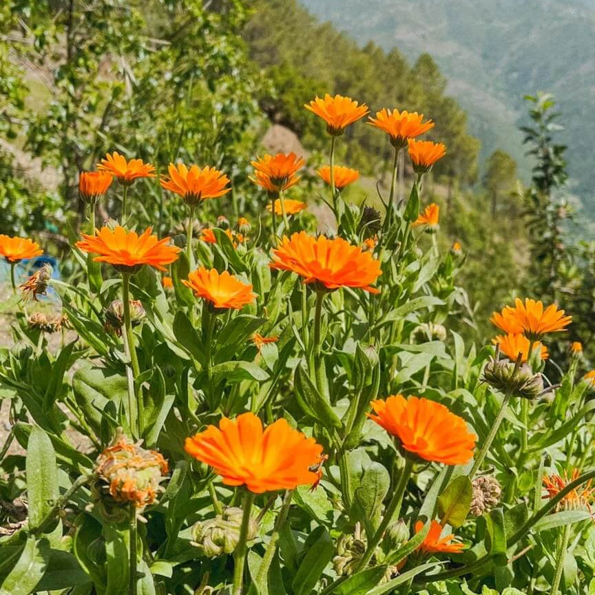 Calendula Seeds - Heirloom Flower Garden Seeds for Growing for Home Gardens
