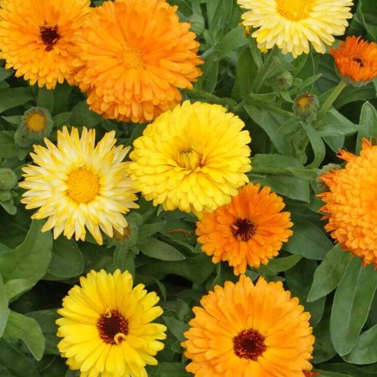 Calendula Seeds - Heirloom Flower Garden Seeds for Growing for Home Gardens