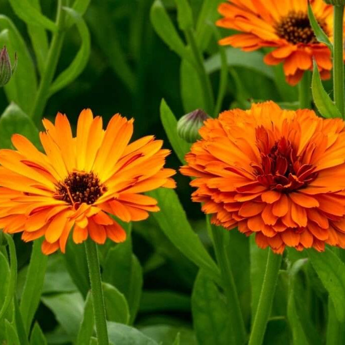 Calendula Seeds - Heirloom Flower Garden Seeds for Growing for Home Gardens