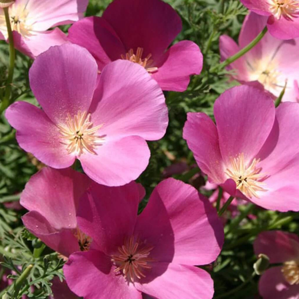 California Purple Gleam Poppy Seeds - Heirloom Flower Garden Seeds for Growing