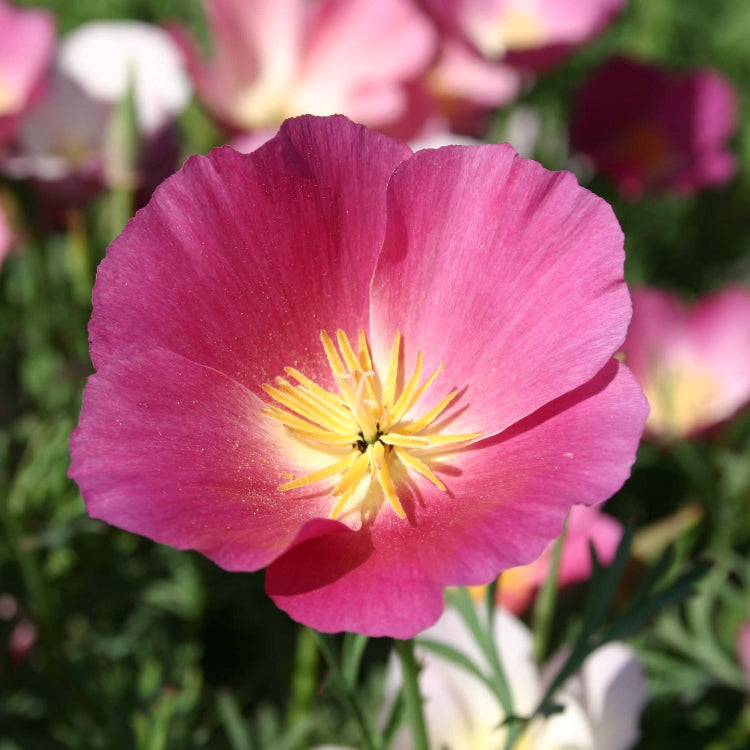 California Purple Gleam Poppy Seeds - Heirloom Flower Garden Seeds for Growing