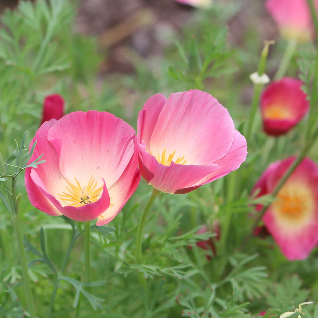 California Purple Gleam Poppy Seeds - Heirloom Flower Garden Seeds for Growing