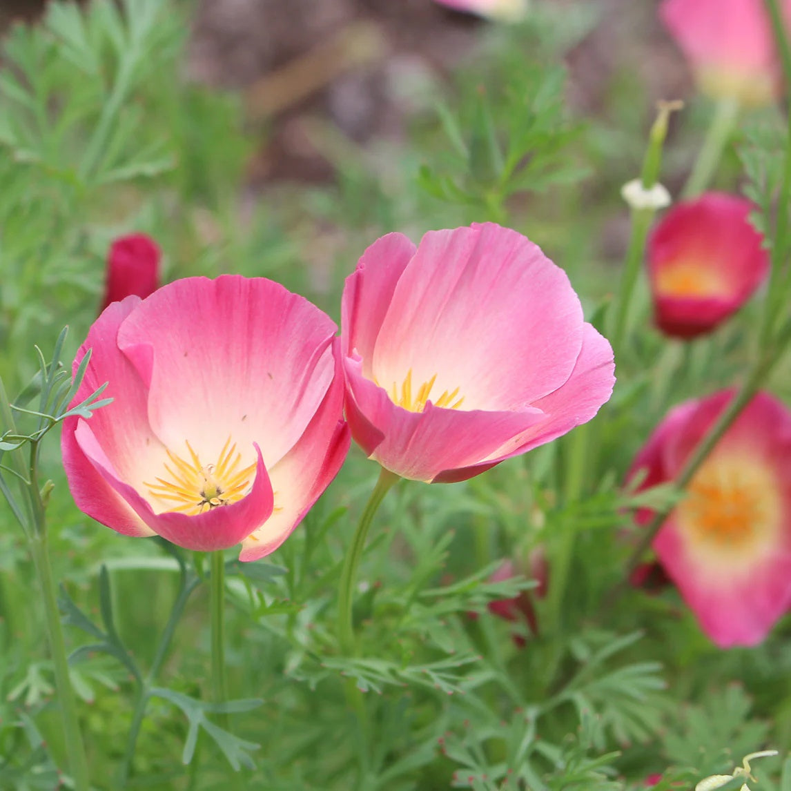California Purple Gleam Poppy Seeds - Heirloom Flower Garden Seeds for Growing