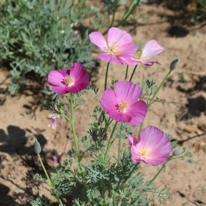 California Purple Gleam Poppy Seeds - Heirloom Flower Garden Seeds for Growing