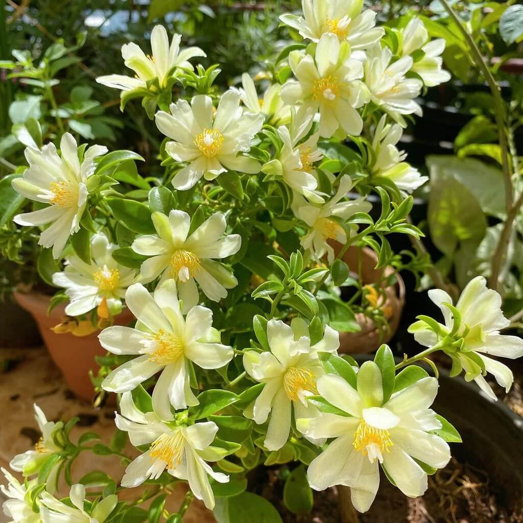 Calypso Hops Humulus lupulus Seeds - Heirloom Flower Garden Seeds for Growing