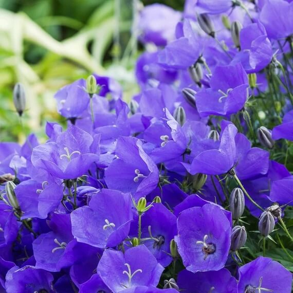 Campanula Carpatica Bellflower Seeds - Heirloom Flower Garden Seeds for Growing