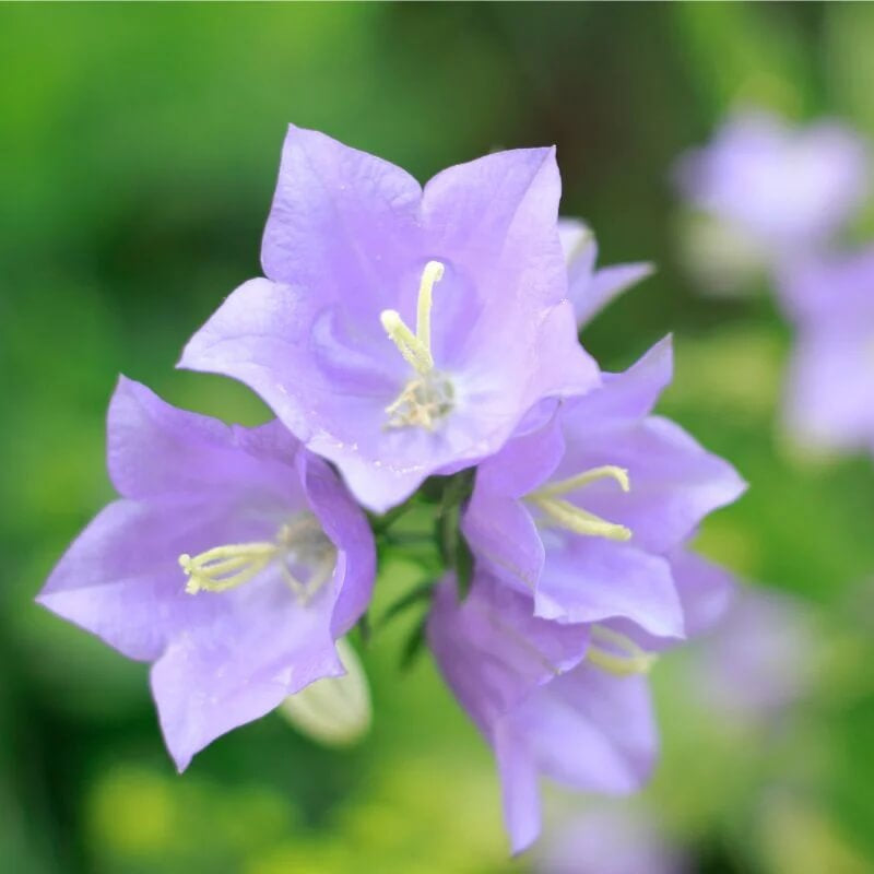 Campanula Carpatica Bellflower Seeds - Heirloom Flower Garden Seeds for Growing