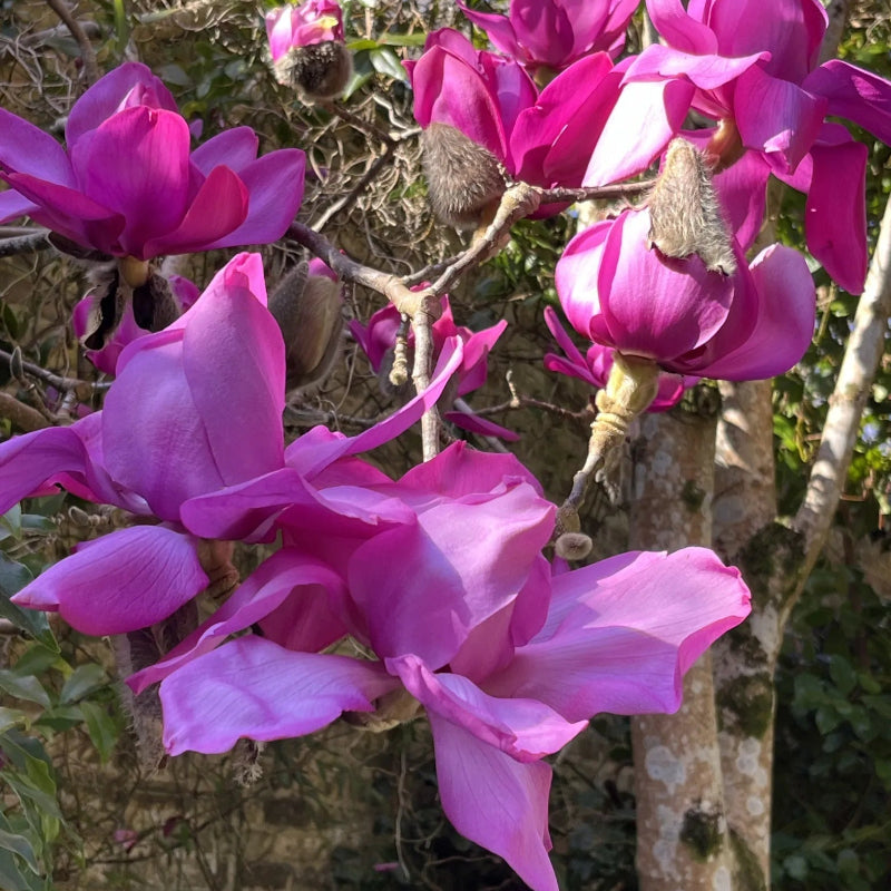 Campbellii Pink Magnolia Seeds - Heirloom Flower Garden Seeds for Growing