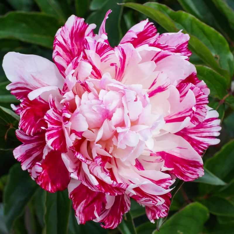 Candy Stripe Peony Seeds - Heirloom Flower Garden Seeds for Growing