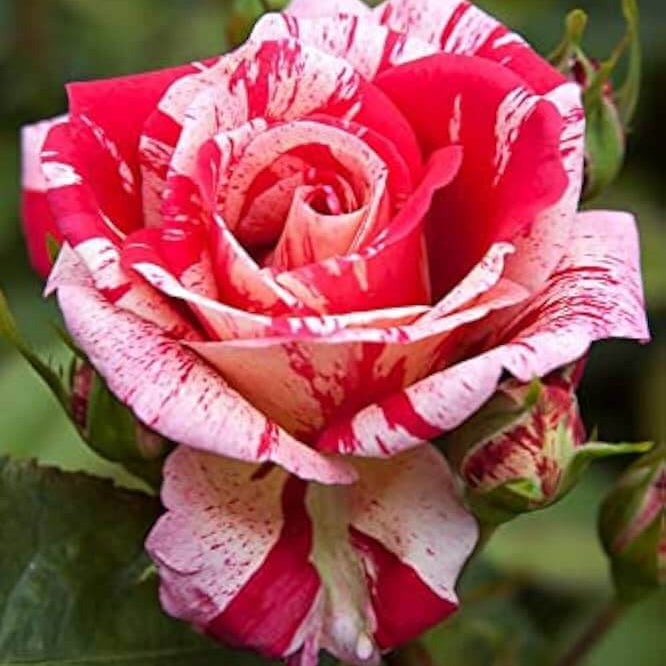 Candy Stripe Rosa spp. Seeds - Heirloom Flower Garden Seeds for Growing