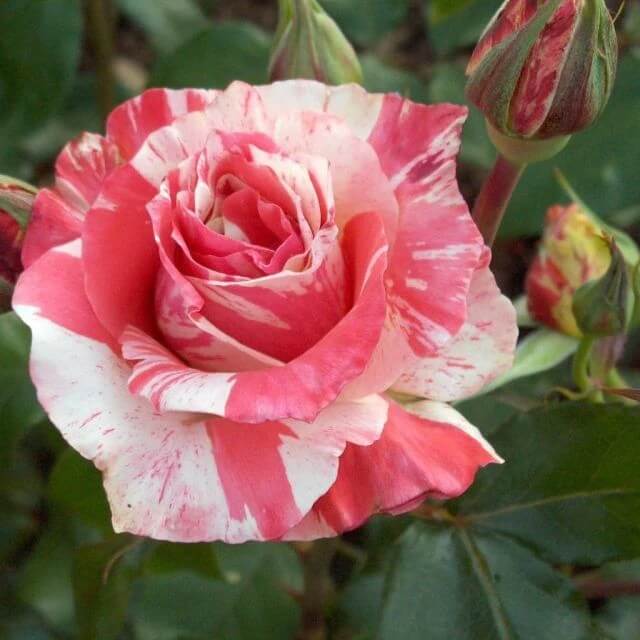 Candy Stripe Rosa spp. Seeds - Heirloom Flower Garden Seeds for Growing