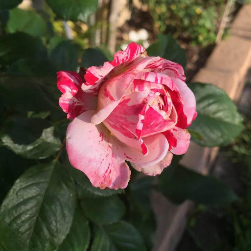 Candy Stripe Rosa spp. Seeds - Heirloom Flower Garden Seeds for Growing