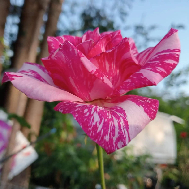 Candy Stripe Rosa spp. Seeds - Heirloom Flower Garden Seeds for Growing